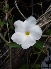 Rhabdadenia biflora