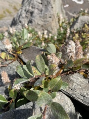 Salix arctica