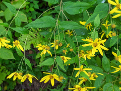 Helianthus microcephalus