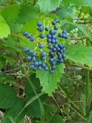 Viburnum dentatum