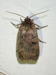 Orthodes cynica