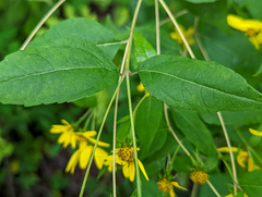Helianthus microcephalus