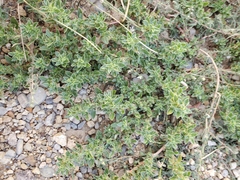 Amaranthus blitoides