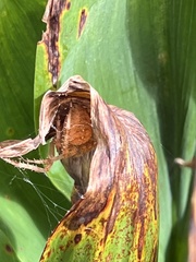 Araneidae