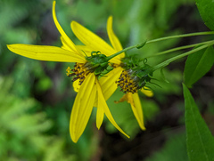 Helianthus microcephalus