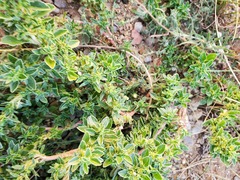 Amaranthus blitoides