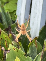 Araneidae