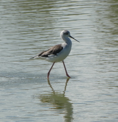 Himantopus himantopus