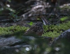 Emberiza godlewskii