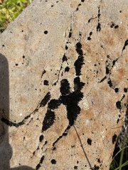 Lichinaceae