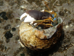 Calcinus laevimanus