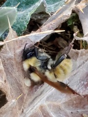 Bombus fervidus