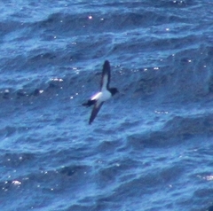 Fregetta grallaria