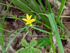 Hypoxis hirsuta