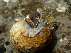 Calcinus laevimanus