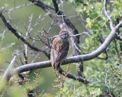 Emberiza godlewskii