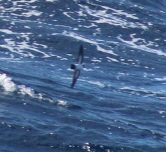 Fregetta grallaria