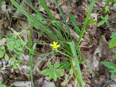 Hypoxis hirsuta