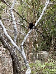 Mallophora leschenaulti