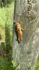 Schistocerca americana