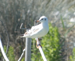 Chroicocephalus ridibundus