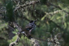 Nucifraga caryocatactes