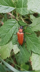 Stictoleptura rubra