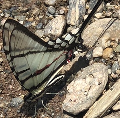 Protographium epidaus epidaus