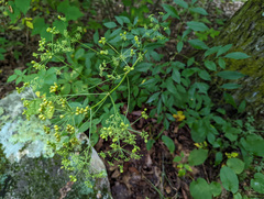 Ligusticum canadense