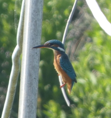 Alcedo atthis