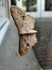 Idaea dimidiata