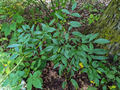 Ligusticum canadense
