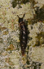 Cochlodina laminata