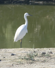 Egretta garzetta