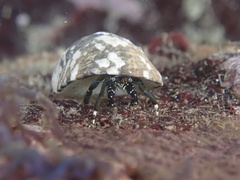 Clibanarius virescens