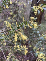 Acacia oxycedrus