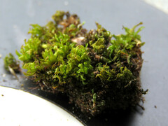 Encalypta streptocarpa