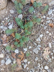 Petrosedum rupestre