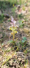 Lachenalia