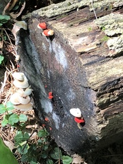 Trametes cinnabarina