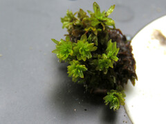 Encalypta streptocarpa