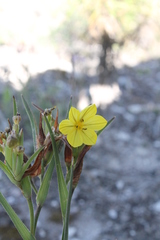 Sisyrinchium longispathum