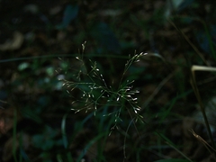 Deschampsia cespitosa