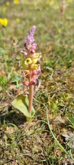 Lachenalia