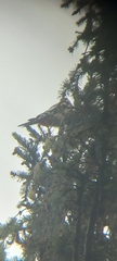 Dendrocopos major pinetorum