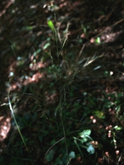 Deschampsia cespitosa