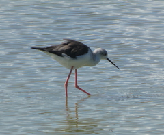 Himantopus himantopus