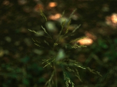 Deschampsia cespitosa