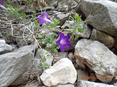 Ruellia lactea