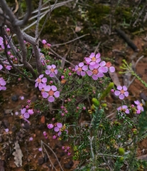Euryomyrtus ramosissima